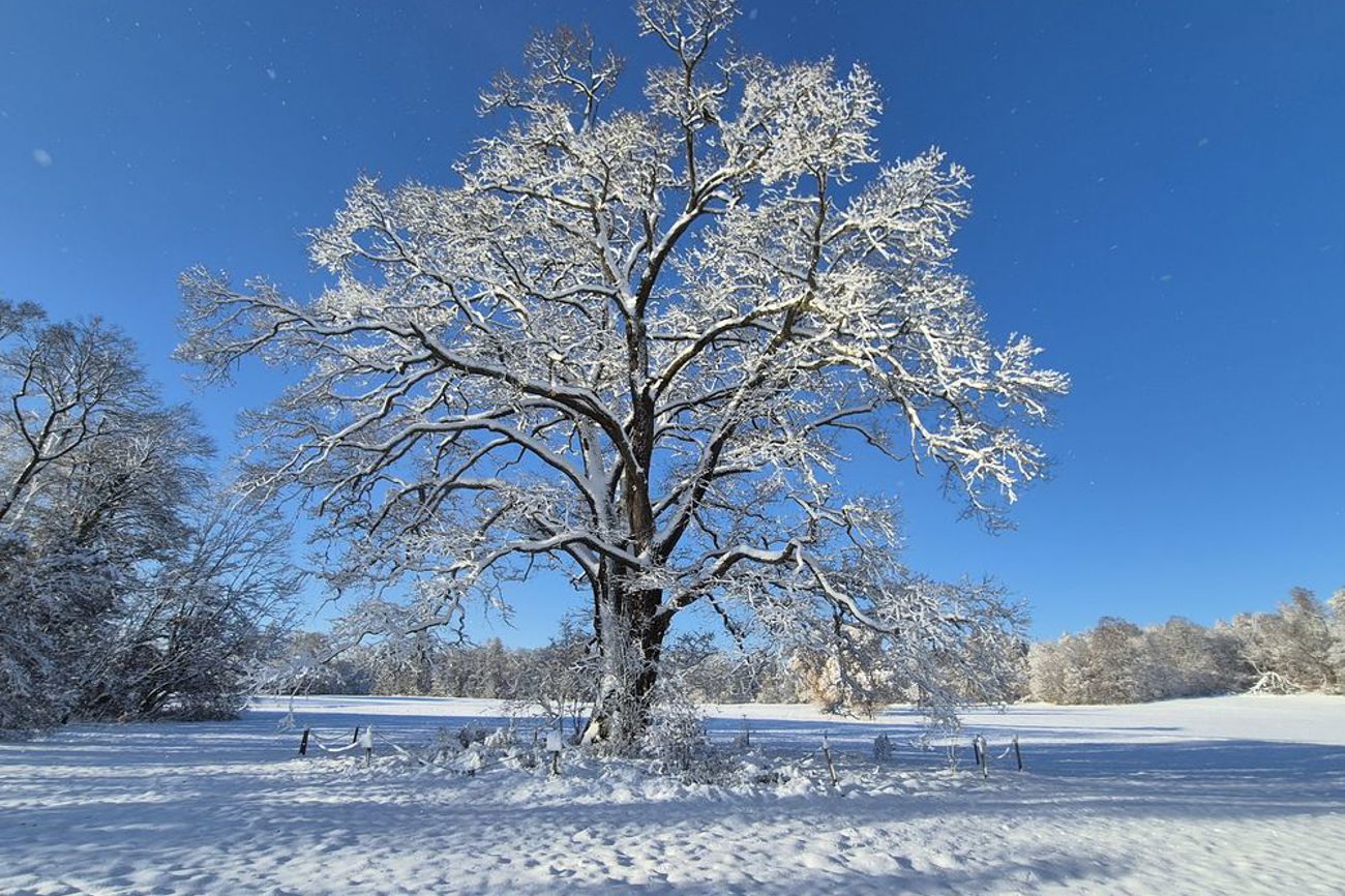 Geerdet wie ein Baum unter weitem Himmel, Foto: Silke Löhr