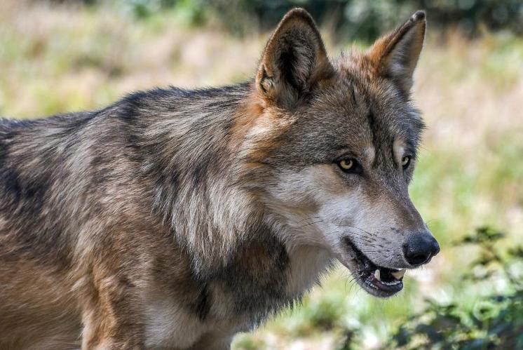 Hat ein Wolf mehr Recht zu leben als ein Schaf?